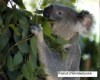 koala in tree5