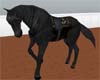 *Deep Black Saddlehorse