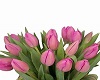 Pink Vase Tulips