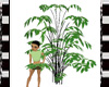 AddOn Plant Rainforest