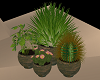 LIA - Plants