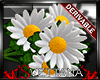 [Sx]Drv Daisy Bouquet