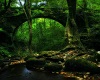 Forest Tunnel