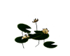 Anubis Lilies w/pads