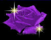 purple  rose  cape