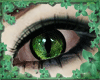 Irish Cat Green Eye <F>