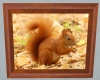 English Red Squirrel