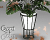 White Vase Plant