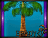 [B]potted palm