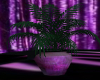 purple house plant