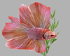Pink Betta Fish ANIMATED