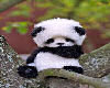 Panda Pic 2