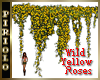 Wild Yellow Roses