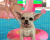 🐶Chihuahua on floatie