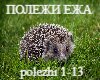 Polezhi ezha