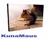 Eichhörnchen Bild