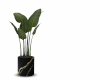 Potted Plant