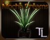 MOCHA DREAMS Plant