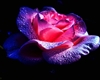 Purple Heart Rose Club