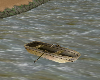 Animated row boat {LT}