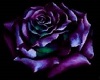 DarkPassions