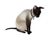 (SS) Siamese Cat