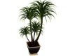 Plant s 21a