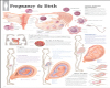 LUVI PREGNANCY & BIRTH 2