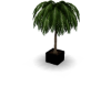 Palm Tree (B)