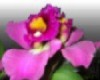 Large Orchid