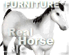 R|C Horse White Fv