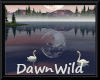 Mirror Lake Swans Anim