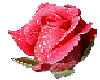 Beautiful pink Rose