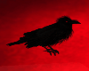 Blood Eyed Raven