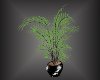 Willow leaf plant
