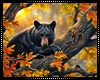 Autumn Black Bear Art