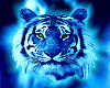 The Blue tiger club 