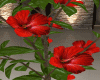 Hibiscus Flower Pot