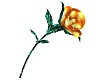 Orange Copper Tin Rose