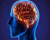 Brain in Head