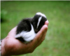 baby skunk ~w~