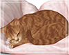 VK~Jeska Cat+Pillow