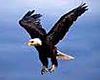 USA eagle window