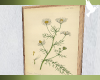 Daisy Wall Art