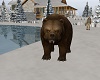 Brown Bear