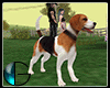 |IGI| Beagle Dog