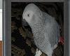 (W)african grey parrot