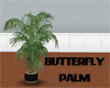 (20D) Butterfly Palm