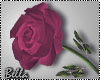 ^B^ Fuchsia Rose in hand