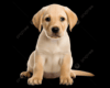 dog stickers